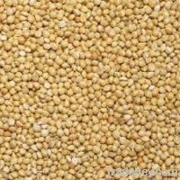 Selling  yellow millet