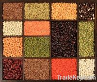 Sell Peruvian Beans