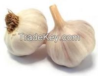 Fresh Garlic