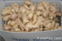 Sell Fresh Ginger/Air Dried Ginger