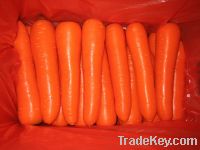 Sell Carrot