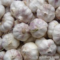 Supply Fresh White Garlic