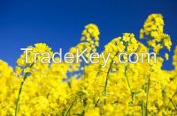 Sell rapeseeds