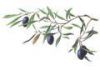 Sell Olive leaf extract