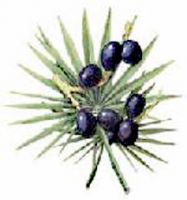 Sell Saw Palmetto extract