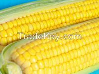 Soft Offer - Wheat Non-GMO Human Consumption