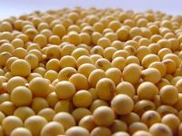 Soft Offer - Soybean # 2 GMO