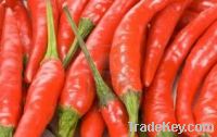 Sell fresh chili