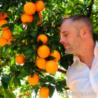 VALENCIA AND NAVEL ORANGES FOR EXPORTATION