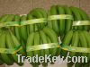 cavendish bananas ready for exportation