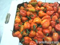 Sell Fresh Chili Peppers