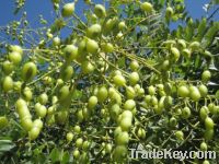 Sell Sophora japonica seed