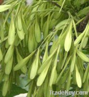 Sell Fraxinus sinensis seed