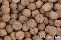 Sell Walnuts from Ukraine