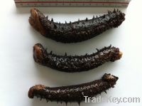 Sea Cucumber