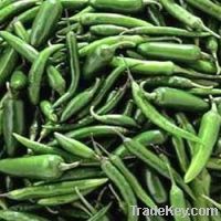 GREEN FRESH CHILIES