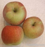 Fuji Apples