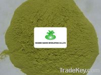 Sell Dehydrated Spinach Powder B grade