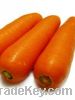 Sell fresh carrot