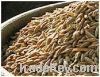 Sell cumin oil