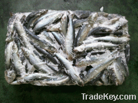 selling Korean Frozen Sardine