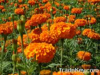 Sell Pigment marigold seeds