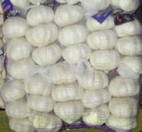 Sell fresh pure white garlic in mesh bag/carton