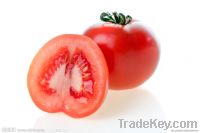 lycopene  tomato extract