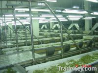 Sell vegetable processing machine