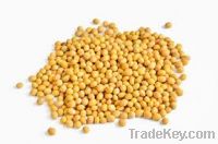 NON GMO YELLOW SOYABEANS