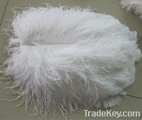 CLEAN OSTRICH FEATHERS