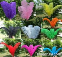 DYED AND NATURAL OSTRICH FEATHERS