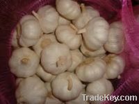 Sell Pure white garlic