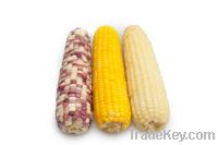 Sell Frozen Glutinous Corn Cob