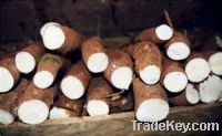 Sell Fresh Cassava, Fresh Potatoes Animal Feed, Fresh