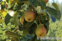 Sell Fresh Pears, Frozen Fruit, Fresh Apples