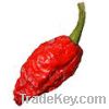 Sell Habanero Peppers and Bhut Jolokia Ghost Pepper