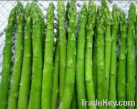 Sell IQF Frozen Green Asparagus