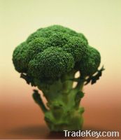Sell frozen broccoli