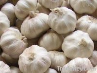 Sell fresh garlic