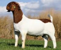 Boer Goats