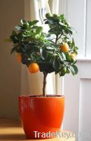 Sell orange plants live