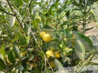 Sell orange live plants of lemon
