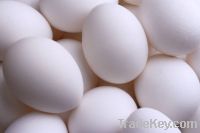 White Shell Chicken Eggs