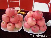 Sell Fuji apple