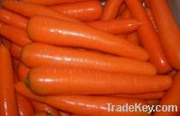 Sell carrot