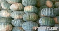 we sell Fresh Pumpkin