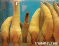 Sell geoduck