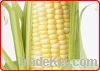  Maize | Maize Exporter | Corn Grain Seller | Maize Buyer | Bulk Maize Grain Importer | Corn bean Buyer | Corn bean Wholesaler | Corn Grain Manufacturer | Best Quality Corn Grain | Cheap Maize Supplier | Low Price Corn | Yellow Corn | White Cron | Baby Ma