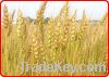 Wheat and Wheat Flour